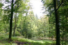 Forêt